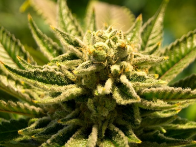 La Cassazione: coltivare qualche piantina di cannabis in casa non è reato