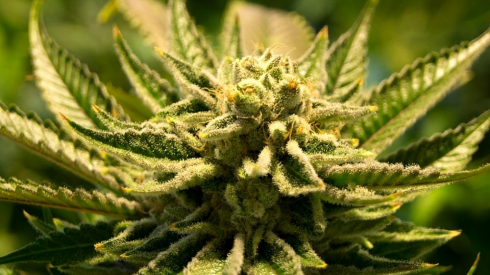 La Cassazione: coltivare qualche piantina di cannabis in casa non è reato