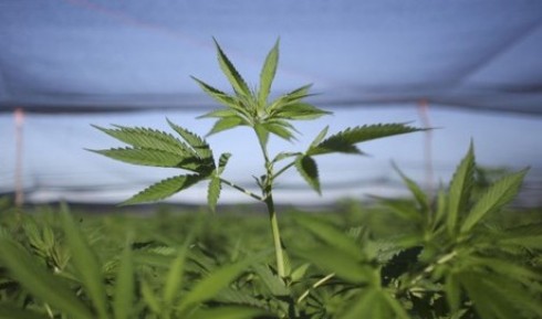Cassazione: vendere le infiorescenze di cannabis sativa è illegale.