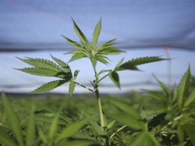 Cassazione: vendere le infiorescenze di cannabis sativa è illegale. 