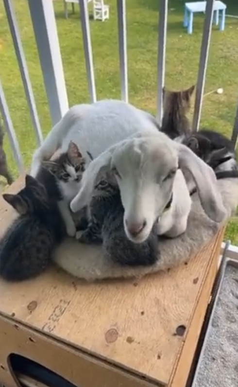 Capra si prende cura dei gattini quando la mamma non c'è - "Li ama come i suoi figli" – Il video
