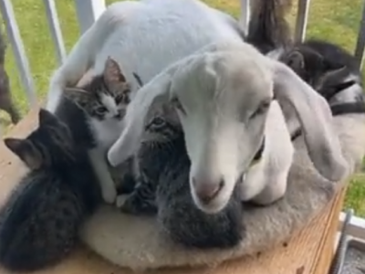 Capra si prende cura dei gattini quando la mamma non c'è - "Li ama come i suoi figli" – Il video