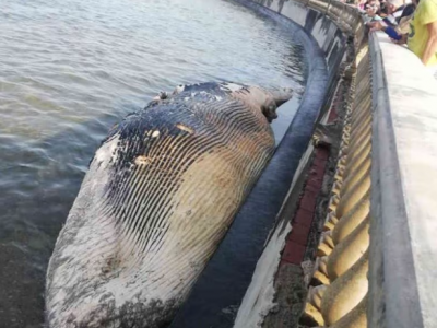 Carcassa di una balena di 17 metri spiaggiata a Livorno davanti la Terrazza Mascagni