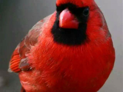 Italiano a Chicago forma un legame straordinario con un bellissimo uccello cardinale selvatico.