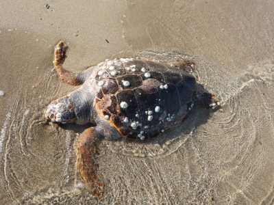 San Cataldo di Lecce, trovata una tartaruga morta in spiaggia