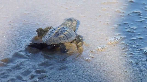 Schiusa a Porto Cesareo: nascono 79 tartarughine – VIDEO. 