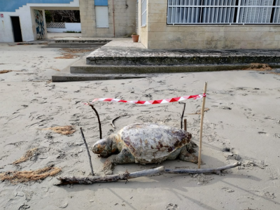 Grande tartaruga marina del peso di 200 kg circa morta in spiaggia a San Cataldo in Puglia