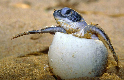 Mare da amare e proteggere. Nuova schiusa in Salento di tartarughe caretta caretta in spiaggia tra i bagnanti