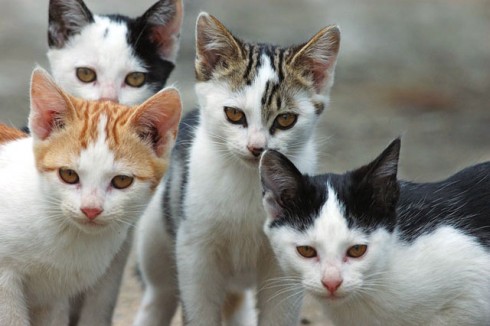 cat colony cat colony
