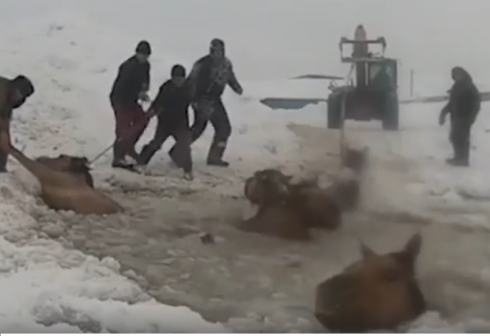 Russia, il sorprendente salvataggio di una mandria di cavalli caduti in un lago ghiacciato. 