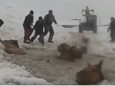 Russia, il sorprendente salvataggio di una mandria di cavalli caduti in un lago ghiacciato. 