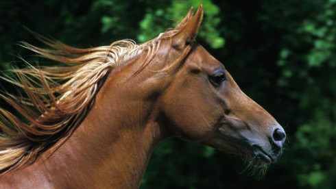 cavallo