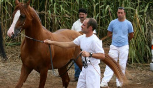 cavallo cavallo