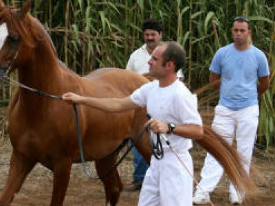 cavallo