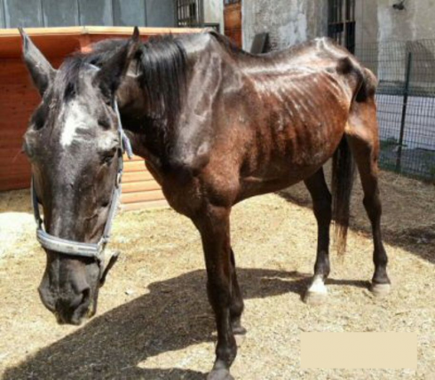 Usa: cavallo fa causa all'ex padrone per abbandono