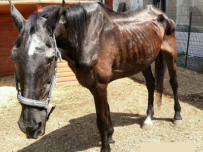 Usa: cavallo fa causa all'ex padrone per abbandono