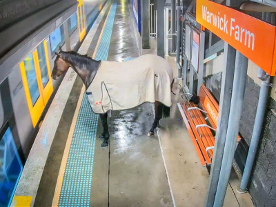 Il cavallo trotta nella stazione e aspetta con disinvoltura che passi il treno – Il video