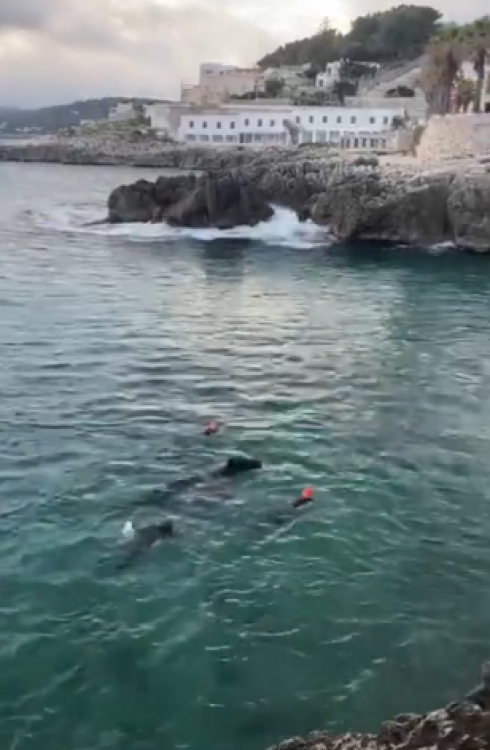 Castro. Cavallo disarciona il cavaliere finisce in mare e cerca di prendere il largo