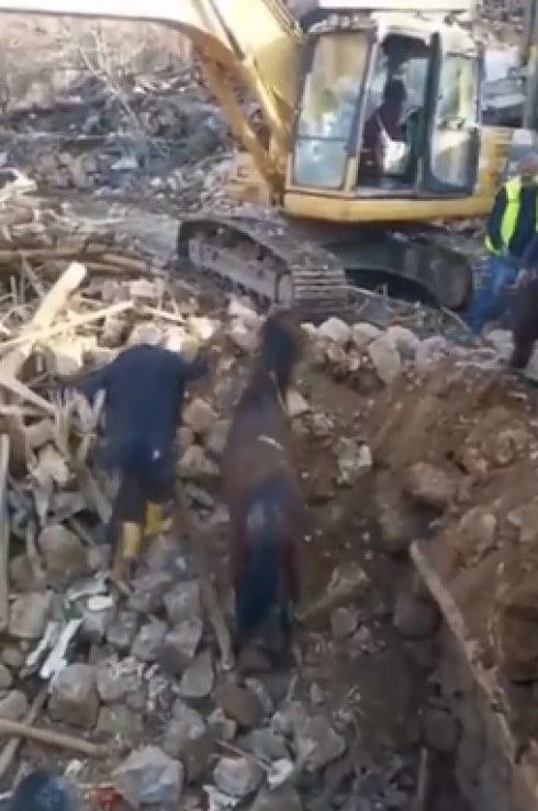 Cavallo estratto vivo dalle macerie dopo tre settimane dal tragico terremoto – Il Video