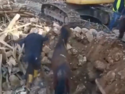 Cavallo estratto vivo dalle macerie dopo tre settimane dal tragico terremoto – Il Video