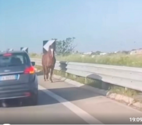 Cavallo in fuga contromano sulla statale automobilisti esterrefatti