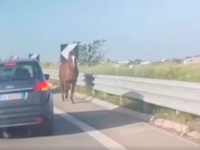 Cavallo in fuga contromano sulla statale automobilisti esterrefatti
