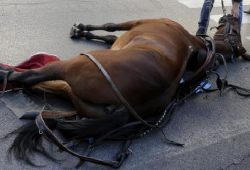 Cavallo muore per lo spavento nello scontro tra auto e carrozza