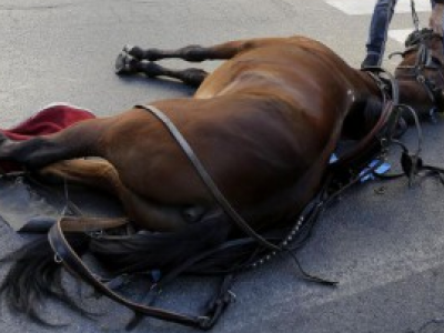 Cavallo muore per lo spavento nello scontro tra auto e carrozza