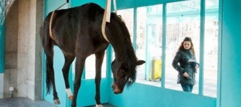 cavallo cavallo