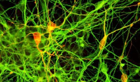 cellule staminali cellule staminali