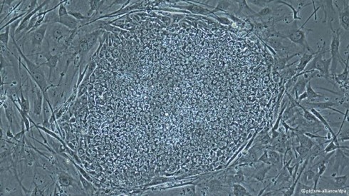 cellule staminali cellule staminali