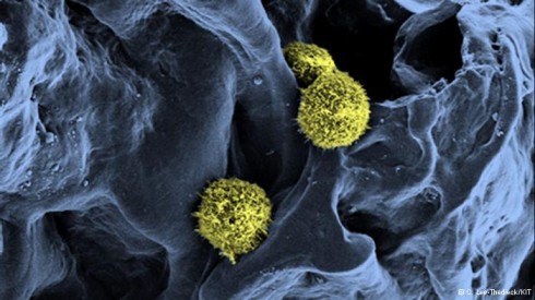 cellule staminali cellule staminali
