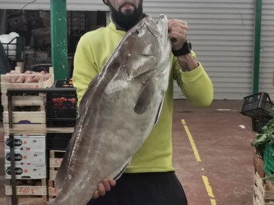 Pesca rara cernia bianca da record di 15 kg