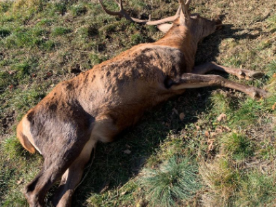 Abbatte cervo in Italia e lo trasporta in elicottero: multato cacciatore svizzero