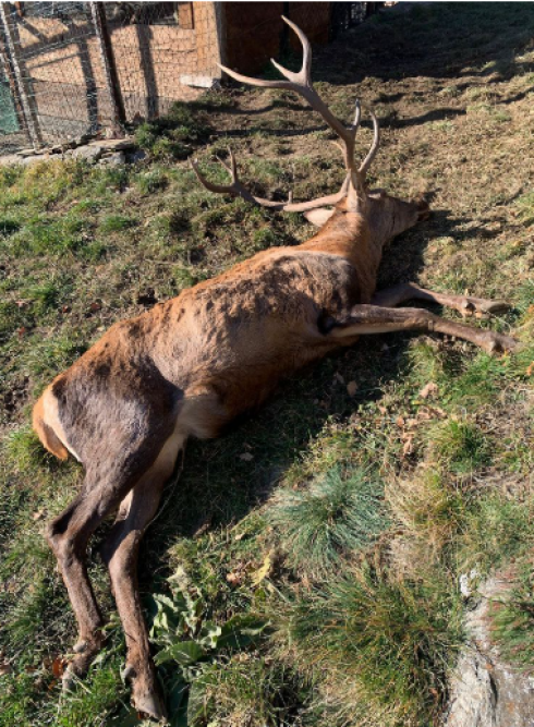 Abbatte cervo in Italia e lo trasporta in elicottero: multato cacciatore svizzero