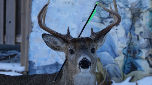 Cervo sopravvivere con una freccia conficcata in testa - VIDEO.