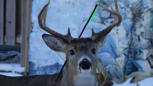 Cervo sopravvivere con una freccia conficcata in testa - VIDEO. 