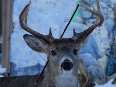 Cervo sopravvivere con una freccia conficcata in testa - VIDEO. 