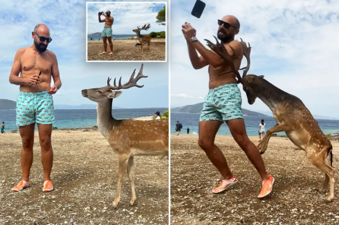 Selfie mania, turista cerca di farsi una foto con un cervo e si ritrova con le costole rotte - VIDEO