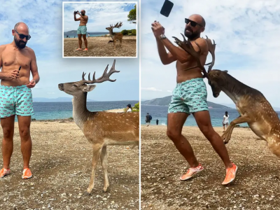 Selfie mania, turista cerca di farsi una foto con un cervo e si ritrova con le costole rotte - VIDEO