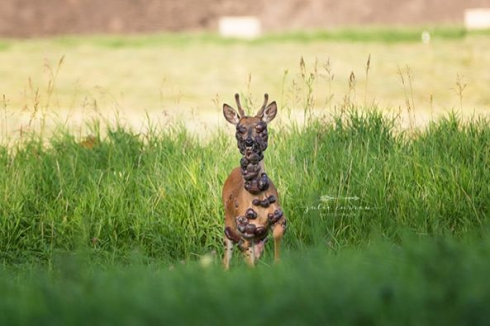 Foto scioccanti di un cervo stanno impressionando il web