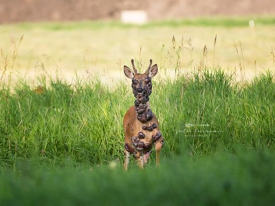 Foto scioccanti di un cervo stanno impressionando il web