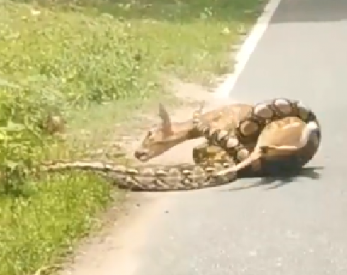 Video: il pitone affamato stritola vivo un cerbiatto, prima il dramma poi il miracolo