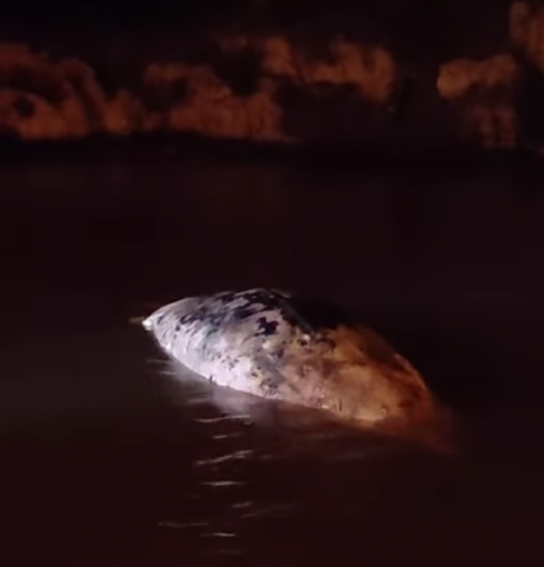 Cetaceo spiaggiato a Porto Badisco - Video