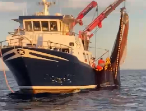 Continua la strage ambientale nei mari del Salento, la terribile mattanza di ricciole e non solo - VIDEO