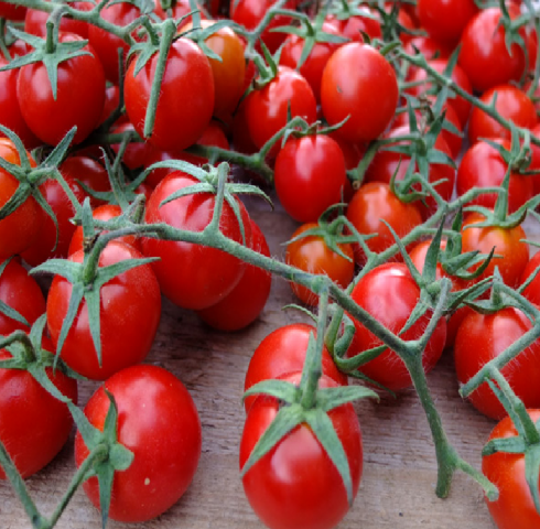 Allerta alimentare: ritiro cautelativo di un lotto di pomodoro ciliegino a marchio "G&V Ortaggi" per sospetta presenza di salmonella spp