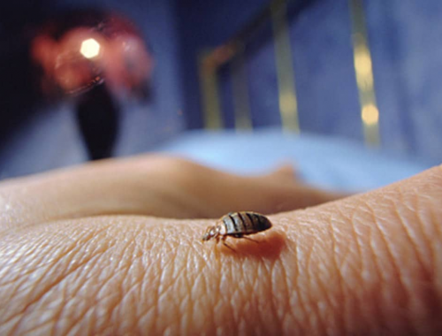 Il tuo hotel è sicuro? Agghiacciante legame tra le morti causate dalle "cimici dei letti" di una serie di presunti episodi di avvelenamento di massa avvenuti a Bali, nello Sri Lanka e a Istambul.