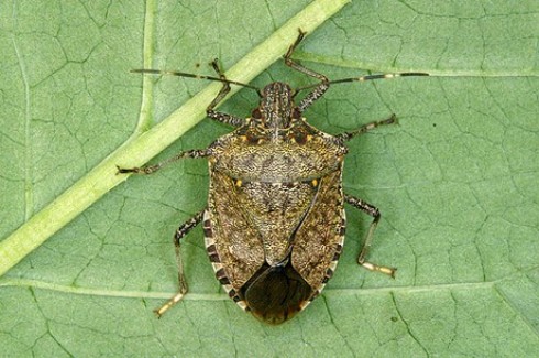 cimice asiatica cimice asiatica