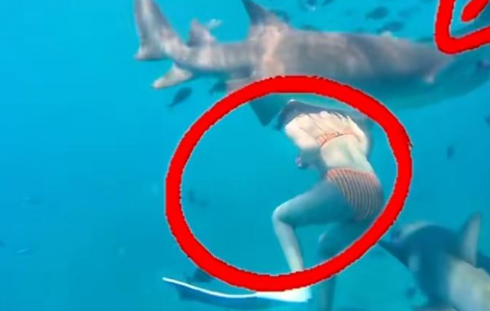 Selfie mania: turista cinese nonostante il ciclo si immerge alle Maldive e viene azzannata da uno squalo 