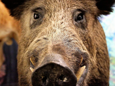 Anziano ucciso dal cinghiale nel suo orto in Liguria